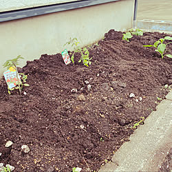 野菜の苗を植えました/家庭菜園/きゅうり/トマト/パプリカ...などのインテリア実例 - 2021-05-09 09:52:35