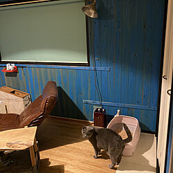 DIY/寝室の壁/猫ちゃん想い/ニャンとも/ねこと暮らす。...などのインテリア実例 - 2021-06-09 21:42:07