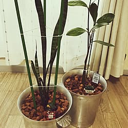 植え替え/ワインクーラー/サンセベリア/100均/観葉植物...などのインテリア実例 - 2017-06-20 13:26:46