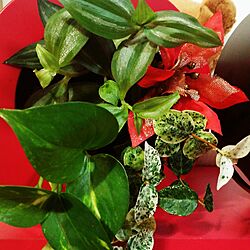 棚/ミドリエ midorie/enerela-shop/DeNAショッピング/観葉植物...などのインテリア実例 - 2016-12-01 09:00:07
