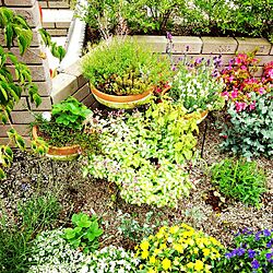 玄関/入り口/お庭で満開♡/植物/緑と花いーっぱい♡のインテリア実例 - 2014-06-06 16:02:33