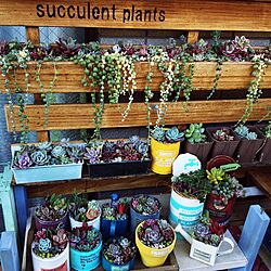 壁/天井/多肉の寄せ植え/すのこ棚/べらんだGarden。/succulent plants...などのインテリア実例 - 2016-01-22 13:37:55