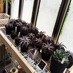 部屋全体/NO GREEN NO LIFE/Dyckia/Agaveのインテリア実例 - 2016-06-17 16:46:09