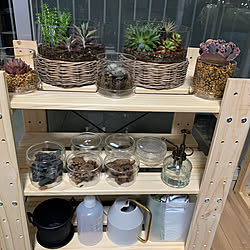 観葉植物/ダイソー/多肉植物/DIY/100均...などのインテリア実例 - 2023-03-19 20:06:18