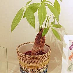 リビング/IKEA/観葉植物/植物のインテリア実例 - 2014-05-12 10:22:37