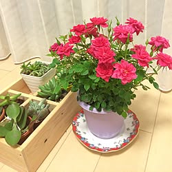 雑貨/多肉植物/ミニ薔薇/観葉植物/薔薇...などのインテリア実例 - 2015-03-27 19:12:46