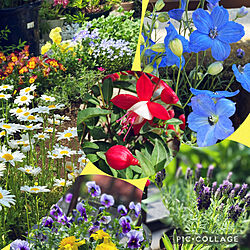 お庭の花達/お庭の花/花のある暮らしを楽しむ/花のある暮らし/お花のある生活❁...などのインテリア実例 - 2022-04-21 11:04:49