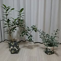 部屋全体/Sofa北欧雑貨店/鉢カバー/北欧/入居前...などのインテリア実例 - 2017-04-19 22:49:37