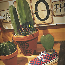 kidsスニーカー/VANS/多肉植物/観葉植物/アメリカン インテリア...などのインテリア実例 - 2020-03-15 04:45:50