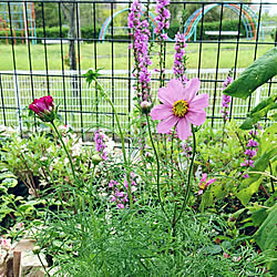 ベッド周り/いいね！ありがとうございます♪/ワンコとにゃんこのいる生活/花壇/植物...などのインテリア実例 - 2017-09-11 18:07:39