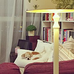 棚/本棚/犬/照明/IKEA...などのインテリア実例 - 2016-05-02 20:05:51