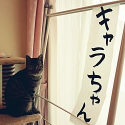 猫/ねこのいる日常/猫♡のインテリア実例 - 2015-05-24 12:55:32