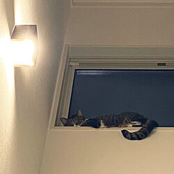 壁/天井/ねこのいる暮らし/保護猫と暮らすのインテリア実例 - 2022-11-22 12:19:34
