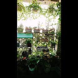 部屋全体/観葉植物/植物/グリーン/雑貨...などのインテリア実例 - 2017-01-04 21:19:43