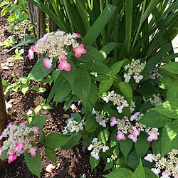 玄関/入り口/和の花/小さな庭/紫陽花のインテリア実例 - 2017-05-28 09:19:23