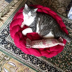 リビング/超極太毛糸/chunky knit cat bed/編み物/猫...などのインテリア実例 - 2016-11-29 09:52:07