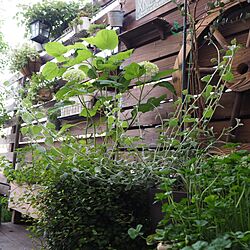 玄関/入り口/ウッドフェンス DIY/植物/ウッドデッキgarden/ガーデンウィール...などのインテリア実例 - 2016-05-31 22:25:22