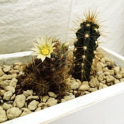 玄関/入り口/サボテン寄せ植え/サボテンの花/サボテン/アンティーク...などのインテリア実例 - 2016-04-22 15:00:29