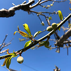 梅の木/プチ贅沢/植物のある暮らし/季節を感じる暮らし/季節を楽しむ暮らし...などのインテリア実例 - 2021-04-11 11:01:45