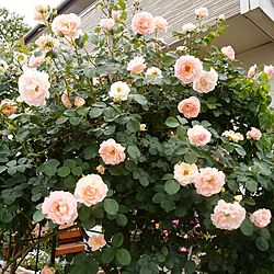 玄関/入り口/薔薇のある庭のインテリア実例 - 2017-05-14 14:27:22