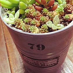 バス/トイレ/DIY/セリア/多肉植物/雑貨...などのインテリア実例 - 2014-12-12 21:27:46