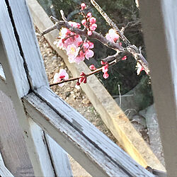 蕾がいっぱい/春の花/庭の木/春を感じる/杏の花...などのインテリア実例 - 2020-03-17 20:21:48
