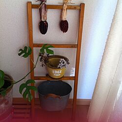 植物のインテリア実例 - 2013-05-13 17:10:16