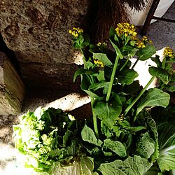 玄関/入り口/白菜のインテリア実例 - 2014-03-08 04:36:22