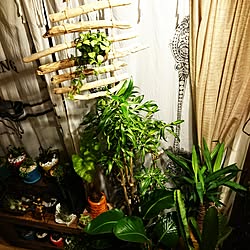 部屋全体/観葉植物のある部屋/NO GREEN NO LIFE/サボテン&多肉/流木オブジェのインテリア実例 - 2016-08-05 00:14:54