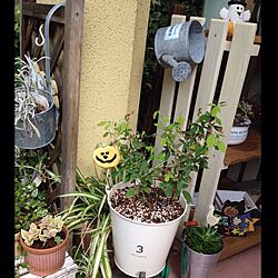 玄関/入り口/ガーデニング/植物/ハロウィンのインテリア実例 - 2013-10-16 14:21:04