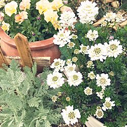 棚/ガーデニング/花が好き/花のある暮らしのインテリア実例 - 2017-04-18 14:18:54