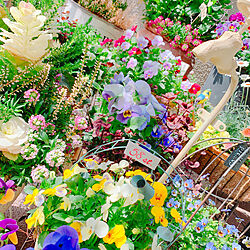 花のある暮らし/お花大好き♡/植物のある暮らし/ガーデニング/ベランダガーデニング...などのインテリア実例 - 2019-03-20 13:32:15