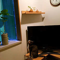テレビ周り/スポット照明/IKEA/間接照明/ネコが好き...などのインテリア実例 - 2020-09-19 06:38:51