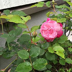 薔薇/庭/ガーデニング/植物のインテリア実例 - 2015-04-28 13:43:05