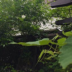 玄関/入り口/シマトネリコ/バラ/バラの庭/ガーデニング...などのインテリア実例 - 2017-05-06 14:07:30