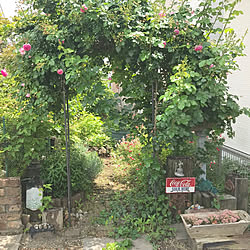 薔薇/緑のある暮らし/ガーデン/ガーデニング/玄関/入り口のインテリア実例 - 2019-05-19 12:28:20