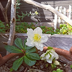 花のある暮らし/グリーンのある暮らし/花のある生活/多肉植物/クリスマスローズ...などのインテリア実例 - 2020-01-31 13:50:32