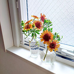 棚/窓辺のインテリア/お花のある暮らし/オステオスペルマムのインテリア実例 - 2023-02-07 17:52:56