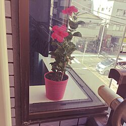 部屋全体/窓/ベランダガーデン/花のインテリア実例 - 2016-06-03 07:55:04