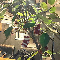 リビング/クリスマスディスプレイ/北欧/観葉植物/クリスマス...などのインテリア実例 - 2022-12-22 23:08:48