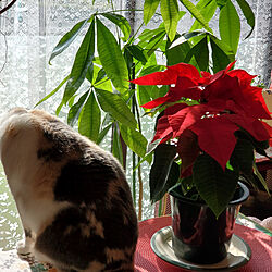 観葉植物/保護猫/ポインセチア❤/赤/クリスマス...などのインテリア実例 - 2020-12-07 23:01:18
