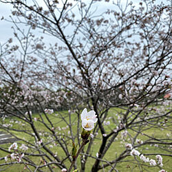 公園/桜のインテリア実例 - 2021-04-03 11:41:14