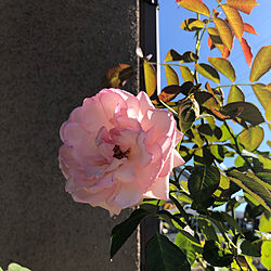 外壁/つるばら/薔薇のある暮らし/ピエール・ドゥ・ロンサール/フォローありがとうございます♡...などのインテリア実例 - 2021-10-17 09:13:00