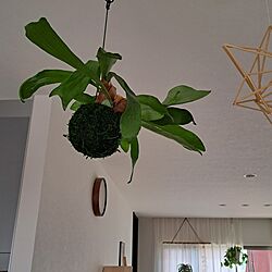 壁/天井/観葉植物のある暮らし/グリーン/観葉植物のある部屋/いやしの空間...などのインテリア実例 - 2023-07-18 10:55:54