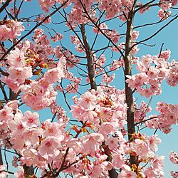 部屋全体/いいね！ありがとうございます◡̈♥︎/桜の花のインテリア実例 - 2023-03-31 13:41:26
