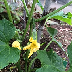 キッチン/野菜作ろう/多肉植物/好きな花♪/観葉植物...などのインテリア実例 - 2017-06-06 20:03:49