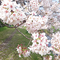 桜のインテリア実例 - 2022-04-02 22:54:49
