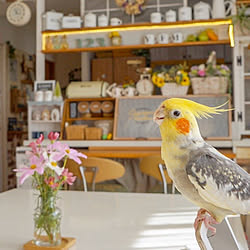 花のある暮らし/ありがとうございます(⋆ᵕᴗᵕ⋆).+*/ダイニングテーブル/ディスプレイ/キッチンカウンター...などのインテリア実例 - 2019-11-03 07:37:35