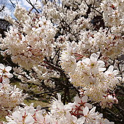 玄関/入り口/桜/庭/庭の花のインテリア実例 - 2022-04-02 18:43:22