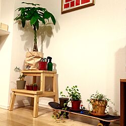 壁/天井/パキラ/観葉植物/IKEA/二人暮らし...などのインテリア実例 - 2015-11-10 22:32:18